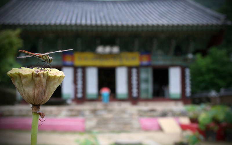 korea zen monastery temple daewonsa dragonfly
