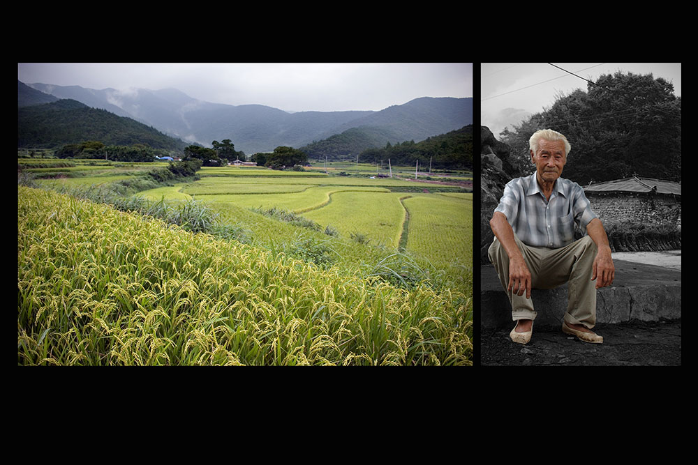 korea rice farmer